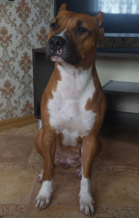 Американский пітбультерьер з документами