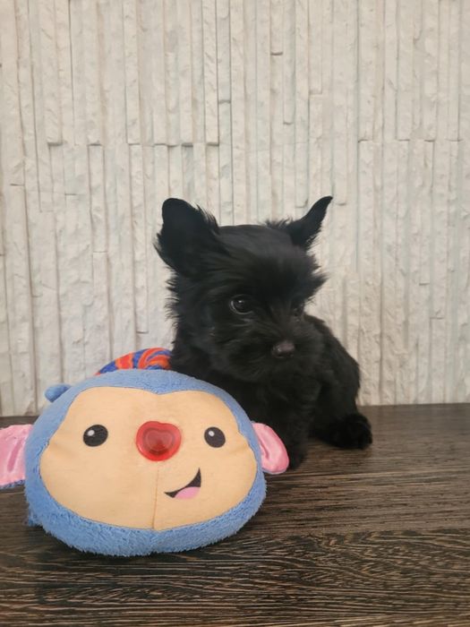 Yorkshire Terrier szczeniak