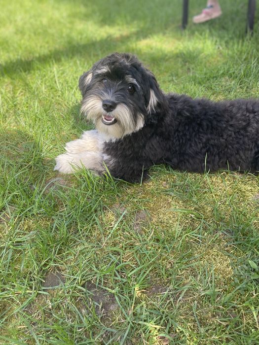 Oddam pieska w dobre ręce