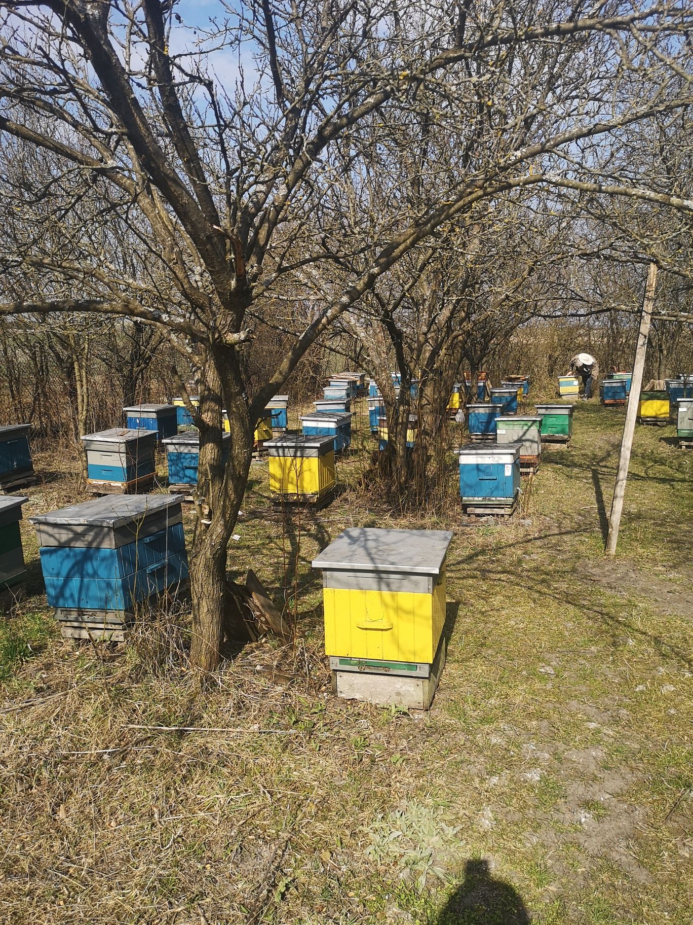 Likwidacja pasieki wyprzedaż rodzin z ulami różne rasy