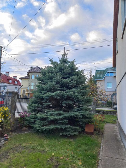 Жива ялинка,віддам базкоштовно,самовивіз