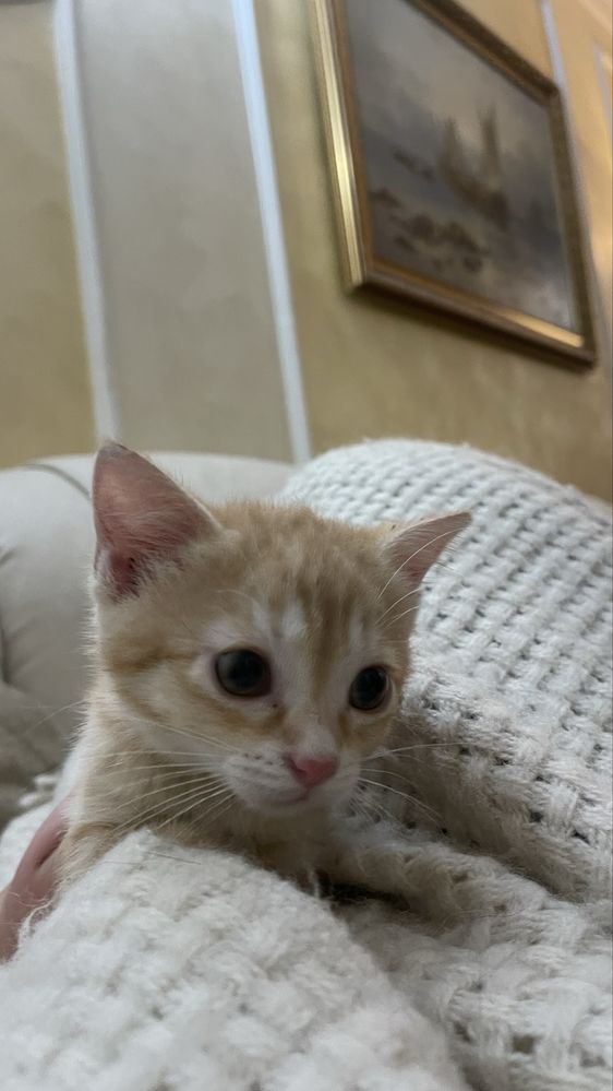 Котинята шукають сімʼю