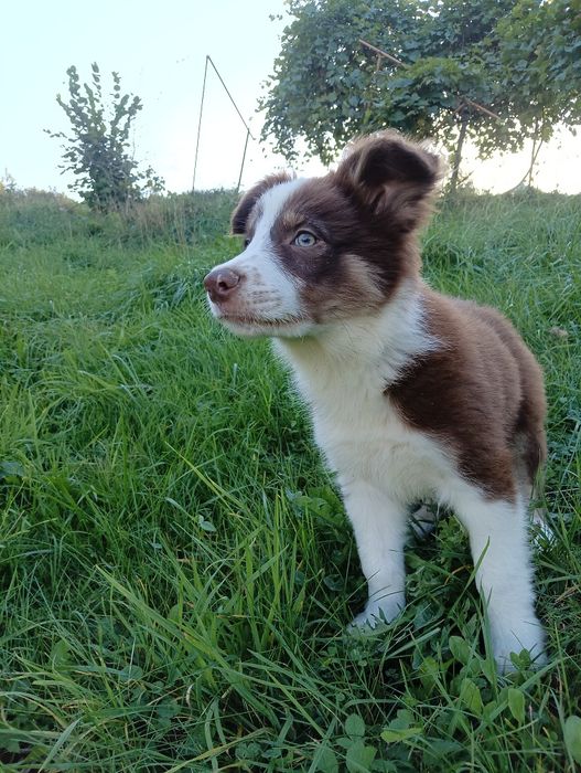 Szczeniak Border Collie –chocolate tricolor