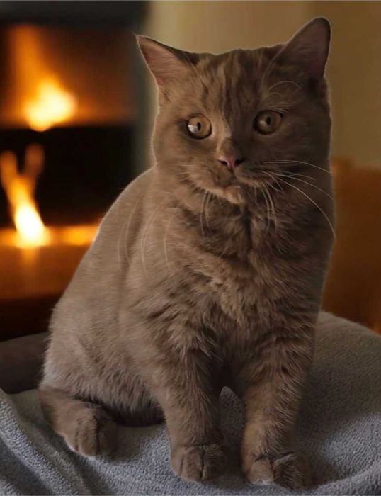 British Shorthair cinnamon com Lop