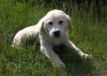 Golden retriever