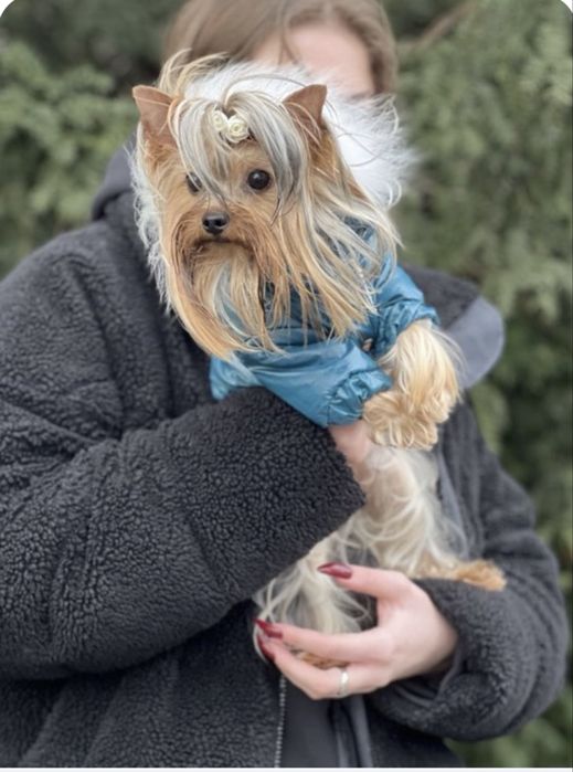 Готується до продажу дівчинка йоркширського терʼєру