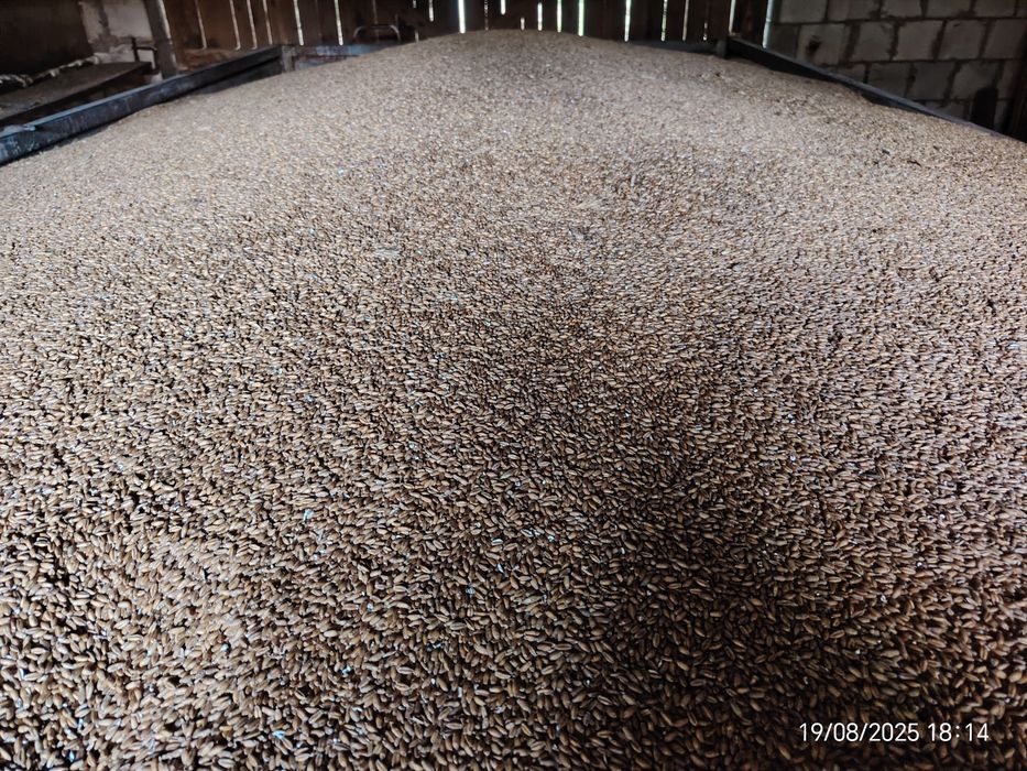 Pszenżyto ozime paszowe