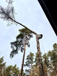 Зрізання, обрізка дерев, спиляти дерово.