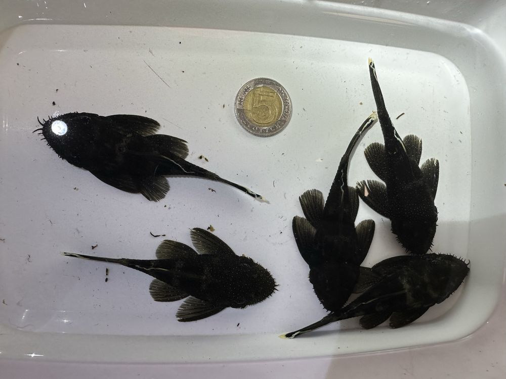 Samica L183 Ancistrus dolichopterus 8-9cm