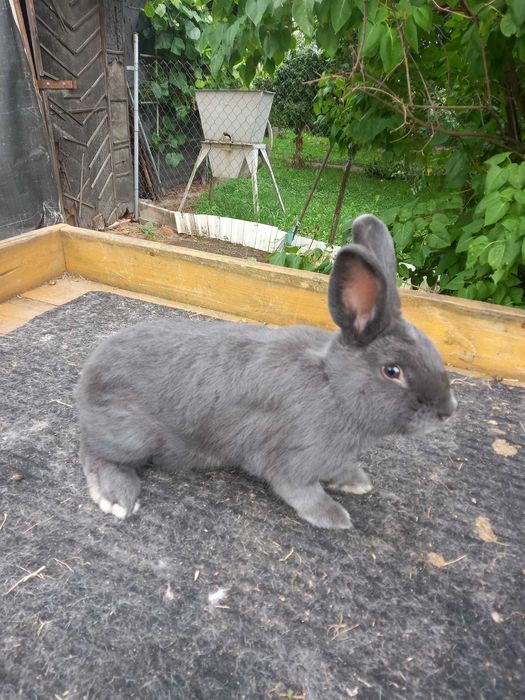 Wiedeński niebieski