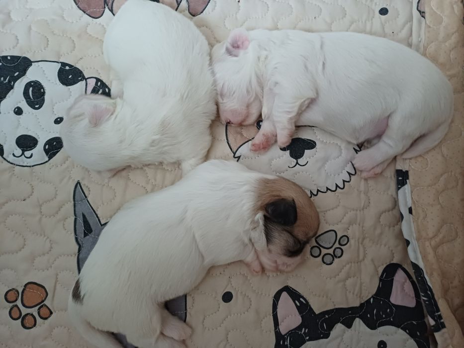 Piesek Rasy Coton de Tulear ZKwP/FCI