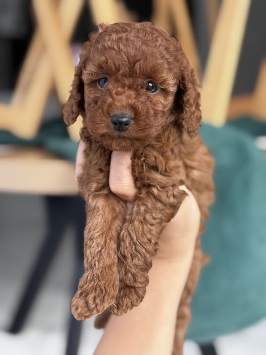 Pudel Toy - piesek Red ;)