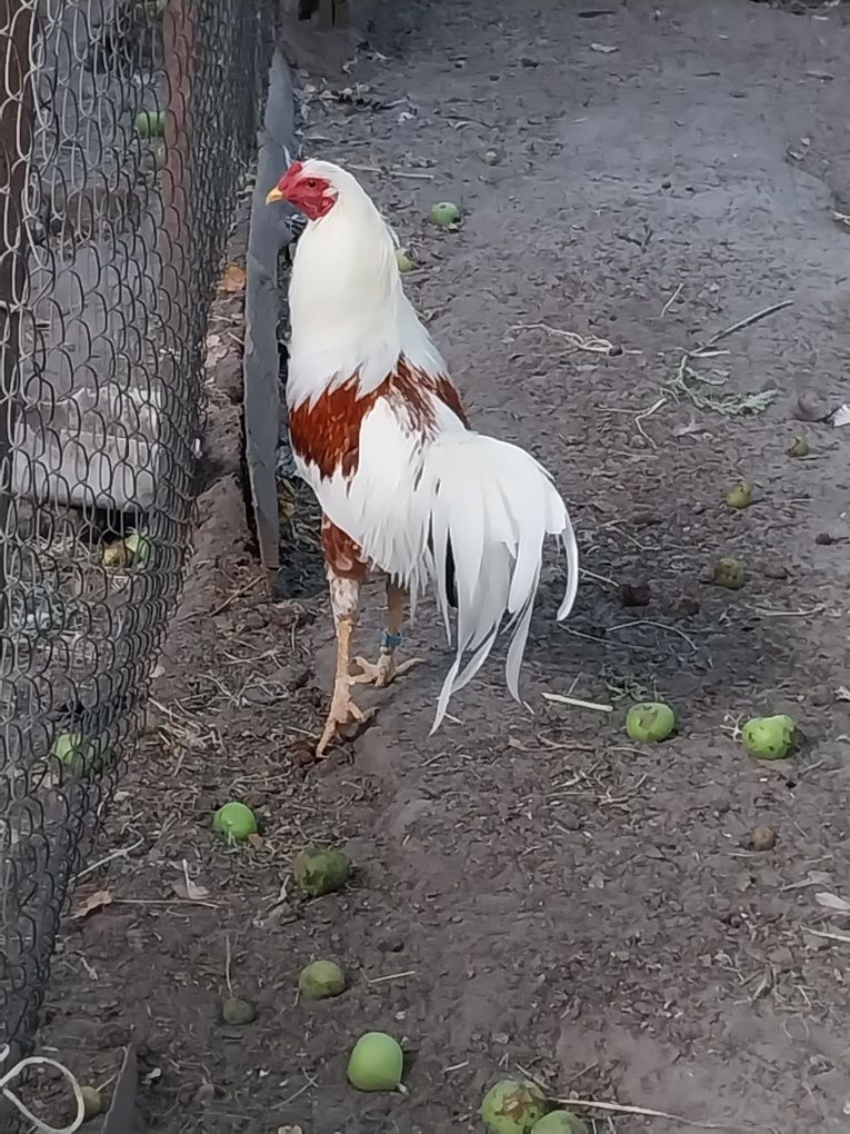 Продам півня що на фото