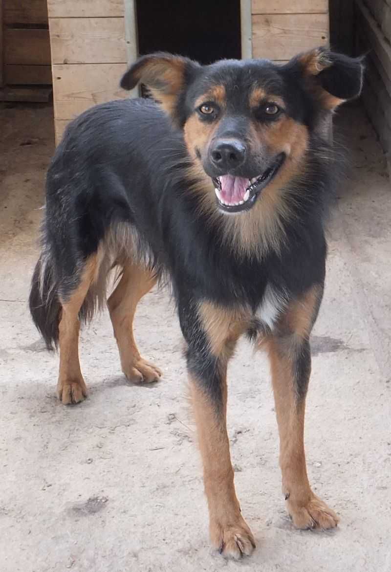 LAWI nieduży pies czarny podpalany do adopcji