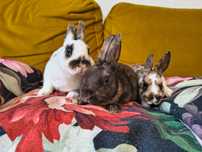 Mini rex trójbarwny samiec