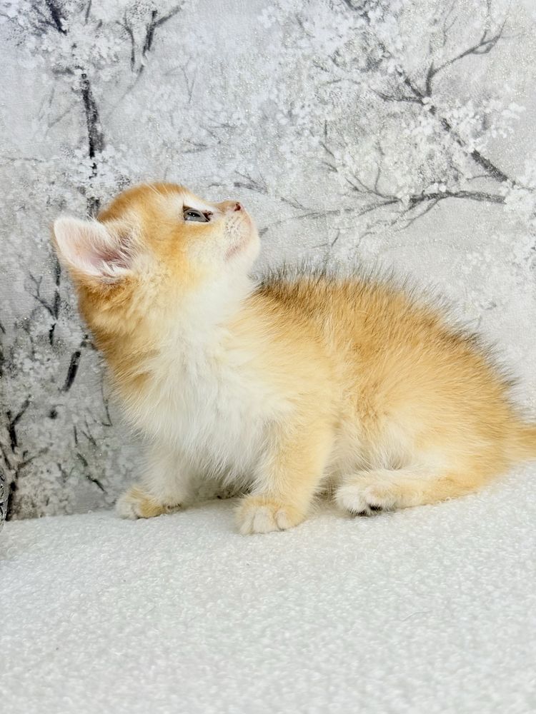 Femea  british golden chinchila shorthair