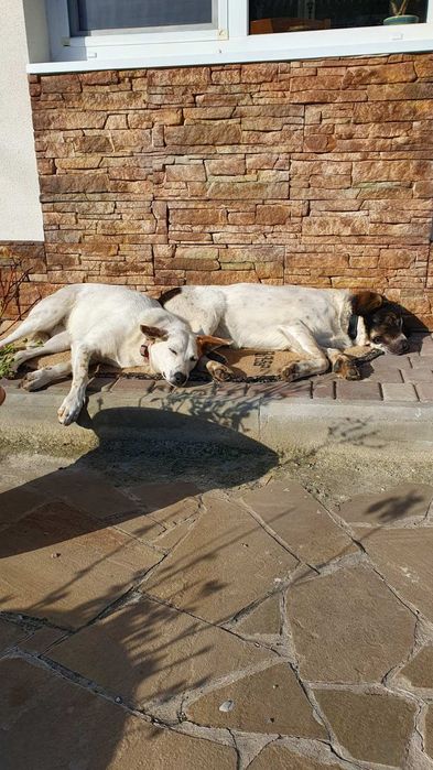 Пропали собаки. Материальное вознаграждение тому,кто найдет их!!!