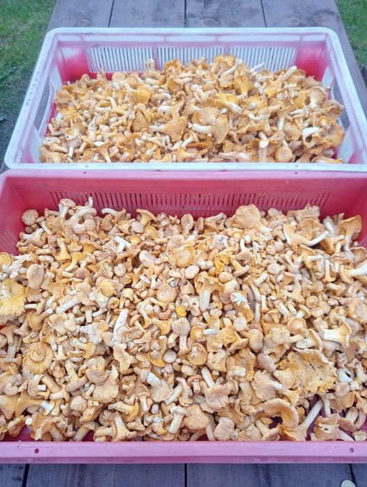 Grzyby kurki 7 kg Aneta