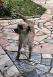 Cão para adoação responsável