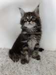 Maine Coon / FPL / rudy
