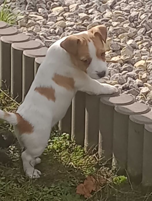 Piesek rasy Jacek Russell terrier z metryką ZKwP do rezerwacji
