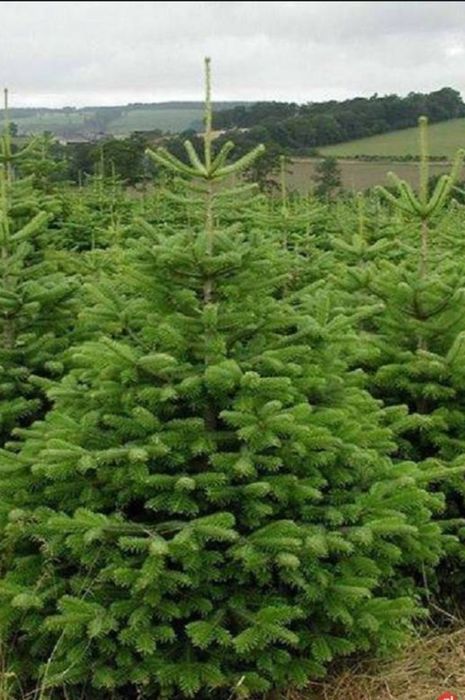 Jodła Kaukaska Dania