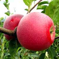 Саджанці яблуні перевірених сортів - Золотий Ренет, Білий Налив та ін.