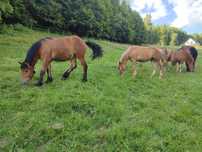Klaczka, klacz , zrebica