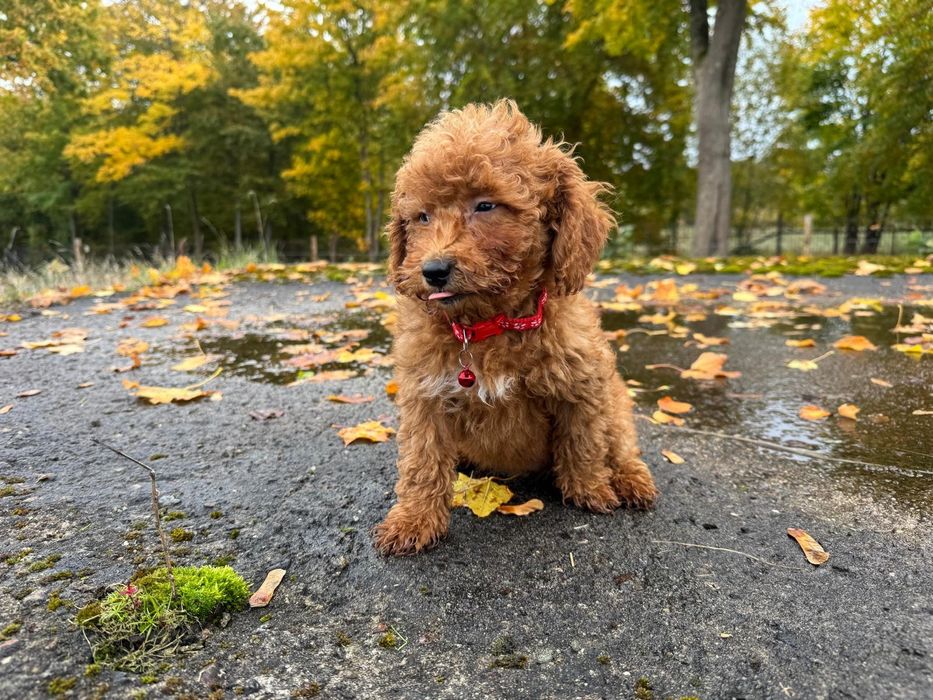 pudel miniaturowy suczka