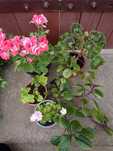 Pelargonia odmianowa komarzyca