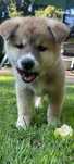 Akita inu Japońska