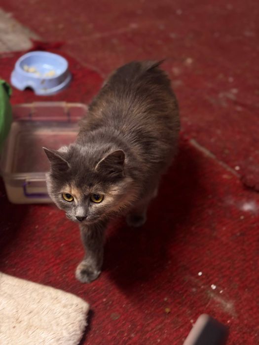 Неповторна Соня шукає дім