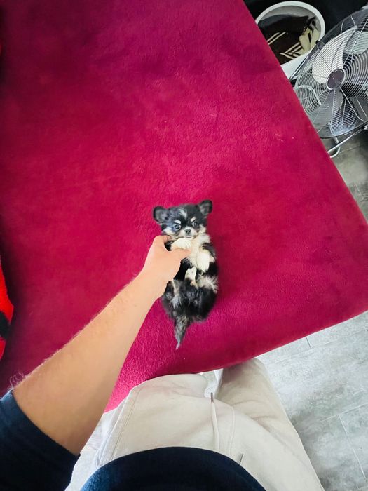 chihuahua macho  de  pelo longo