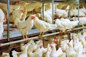 KURKI NIOSKI KURY  z jajkiem 25 tyg.  Dowóz Gratis!!