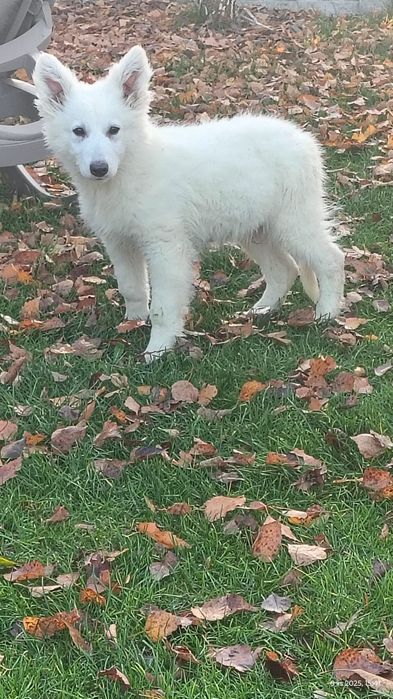 Biały owczarek szwajcarski