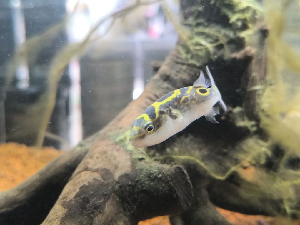Peixe Balão Biocelatus (Tetraodon Biocelatus)