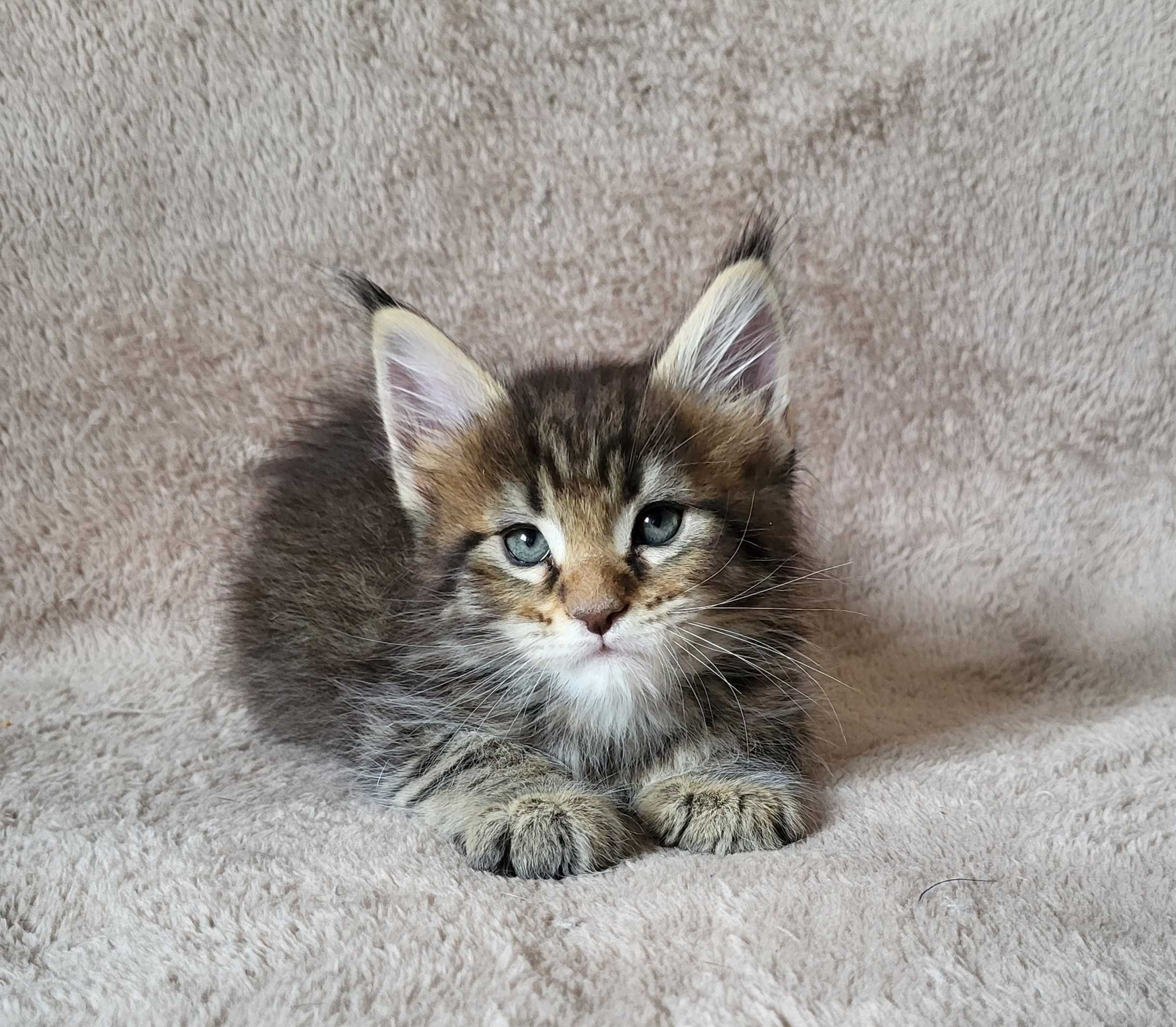 Chłopiec maine coon z rodowodem FPL