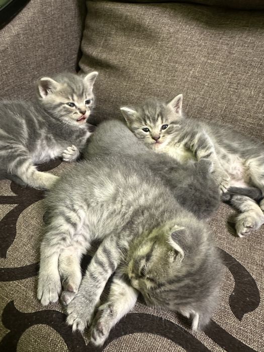 Котики! Сірі кошенята
