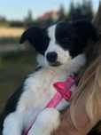 Border Collie suczka ZKwP FCI
