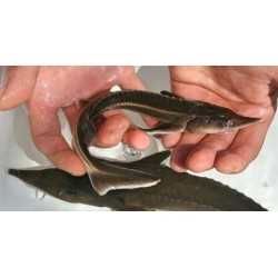 Jesiotr SYBERYJSKI 15-25 cm