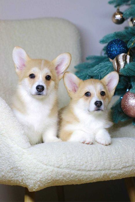 Urocze suczki Corgi — Sky i Space — szukają kochających domów