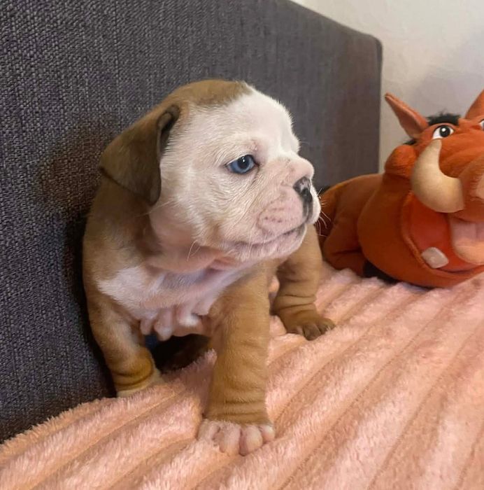 Buldog angielski szczeniak