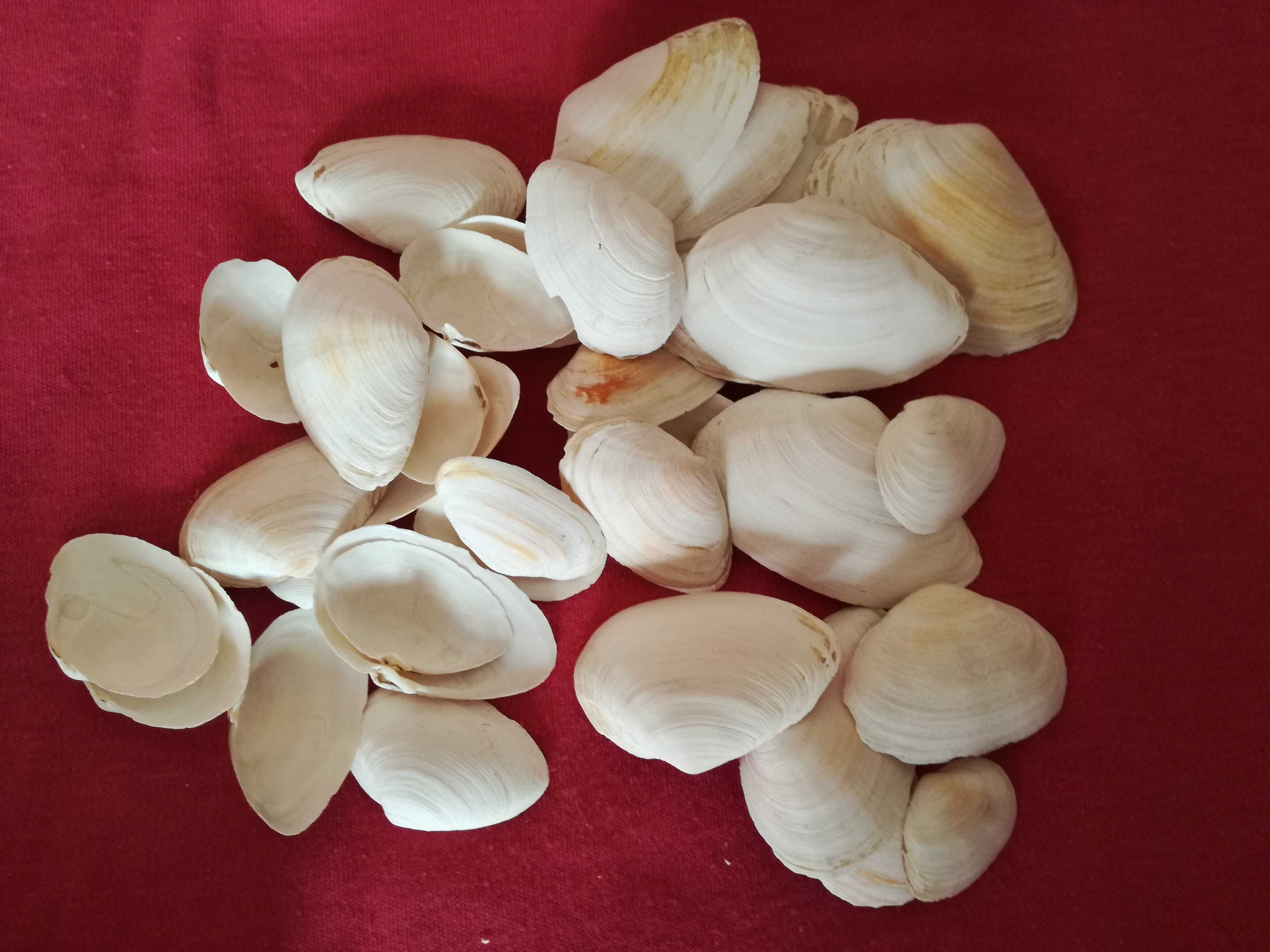 Muszla stożka Conus Kintoki .Muszelki naturalne, morskie.