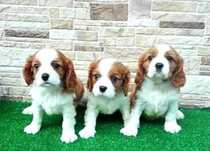 Cavalier King Charles Spaniel ** Umaszczenie blenheim **