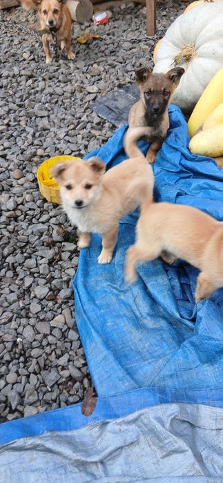 Карликові цуценята