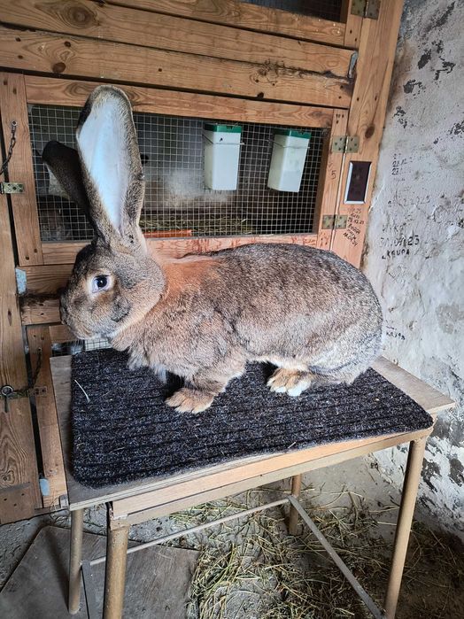 Olbrzym belgijski samica