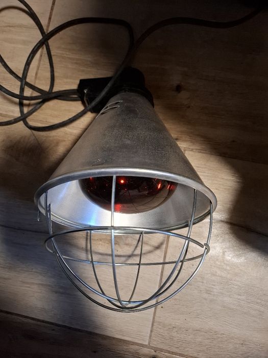 Lampa grzewcza, sztuczna kwoka, promiennik