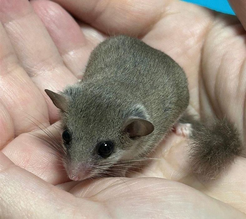 Popielice afrykańskie młode