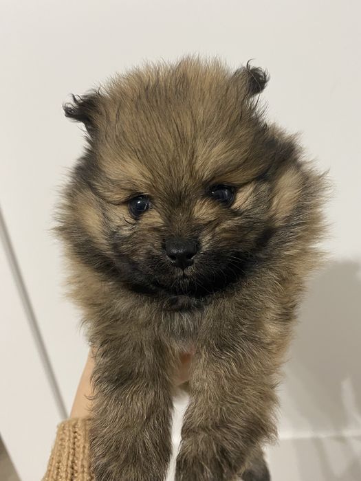 Померанські шпіци