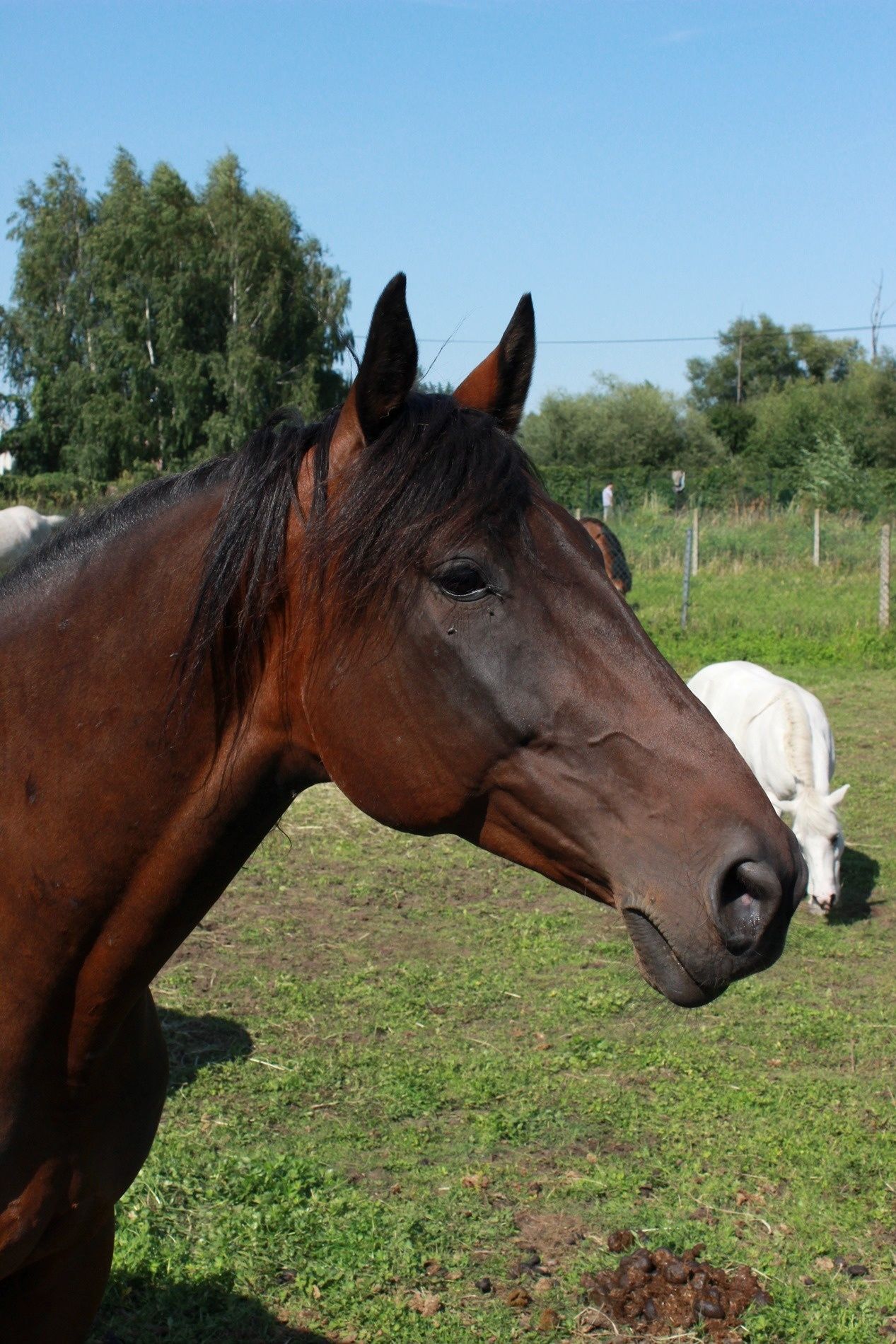 Koń klacz małopolska